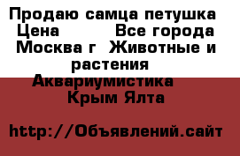 Продаю самца петушка › Цена ­ 700 - Все города, Москва г. Животные и растения » Аквариумистика   . Крым,Ялта